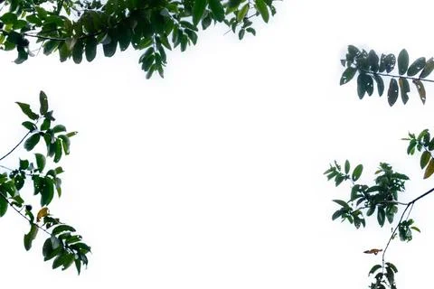 Green leaf isolated on white background Stock Photos