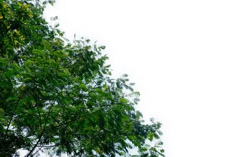 Green leaf isolated on white background Stock Photos