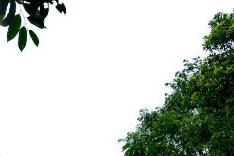 Green leaf isolated on white background Stock Photos