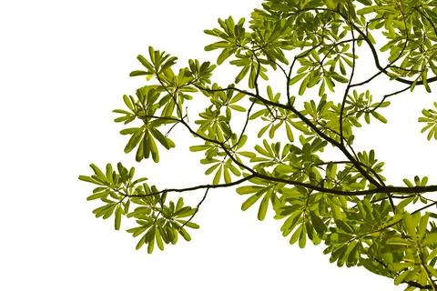 Green leaf isolated on white background.. Stock Photos