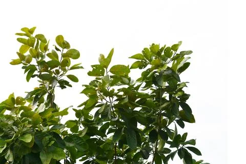 Green leaf isolated on white background.. Stock Photos