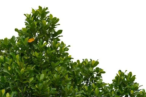 Green leaf isolated on white background.. Stock Photos