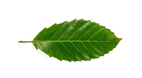 Green leaf isolated on white background Stock Photos