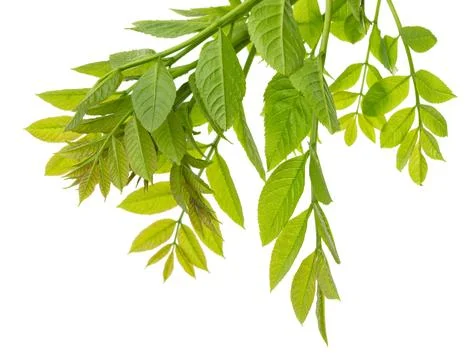 Green leaf isolated on white background. botanical design element. Spring G.. Stock-Fotos