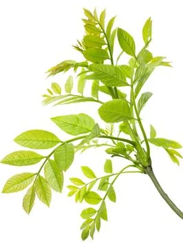 Green leaf isolated on white background. botanical design element. Spring G.. Stock Photos