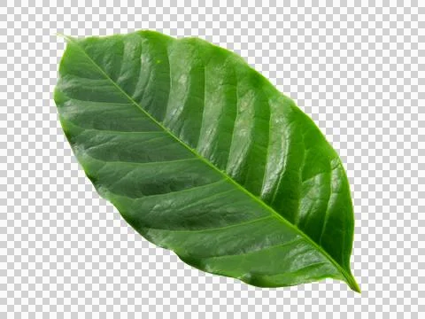 Green leaf isolated on white background. Stock Photos