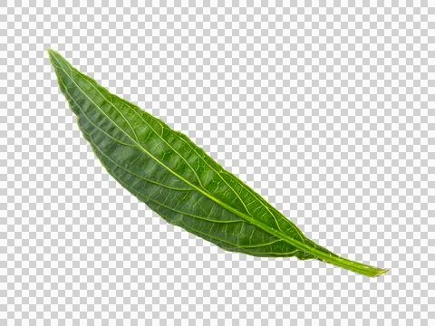 Green leaf isolated on white background. Stock Photos