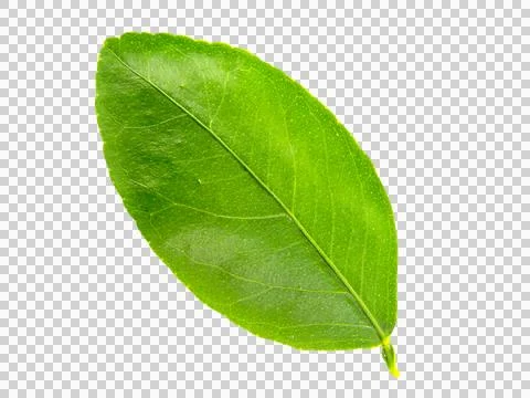 Green leaf isolated on white background. Stock Photos