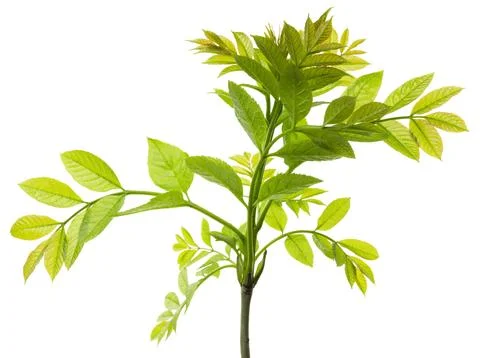 Green leaf isolated on white background. botanical design element. Spring G.. Stock Photos