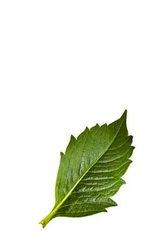Green leaf isolated on white background Stock Photos