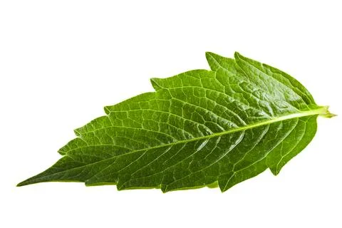Green leaf isolated on white background Foto stock