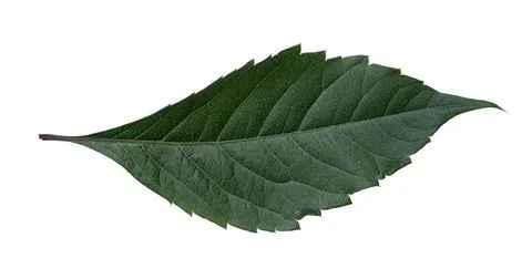 Green leaf isolated on a white background Stock Photos