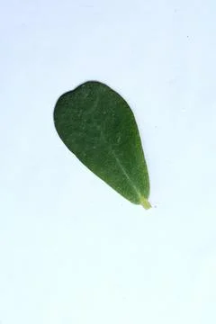 Green Leaf Isolated on White Background with Visible Veins Natural Texture Stock Photos