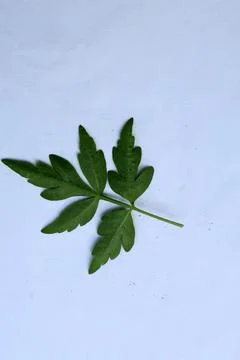 Green Leaf Isolated on White Background with Visible Veins Natural Texture Fotos Stock
