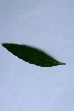 Green Leaf Isolated on White Background with Visible Veins Natural Texture Stock Photos