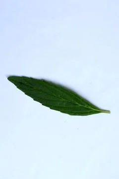 Green Leaf Isolated on White Background with Visible Veins Natural Texture Stock Photos