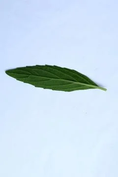 Green Leaf Isolated on White Background with Visible Veins Natural Texture Stock Photos