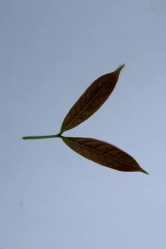 Green Leaf Isolated on White Background with Visible Veins Natural Texture Stock Photos
