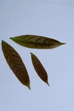 Green Leaf Isolated on White Background with Visible Veins Natural Texture Stock Photos