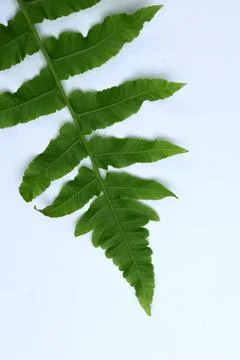 Green Leaf Isolated on White Background with Visible Veins Natural Texture Stock Photos