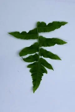 Green Leaf Isolated on White Background with Visible Veins Natural Texture Stock Photos