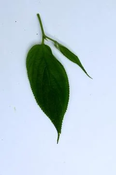 Green Leaf Isolated on White Background with Visible Veins Natural Texture Stock Photos