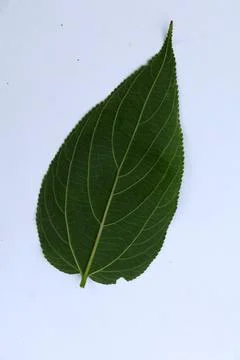 Green Leaf Isolated on White Background with Visible Veins Natural Texture Stock Photos