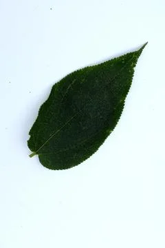 Green Leaf Isolated on White Background with Visible Veins Natural Texture Stock Photos