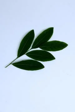 Green Leaf Isolated on White Background with Visible Veins Natural Texture Stock Photos