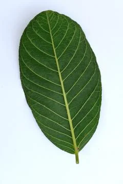 Green Leaf Isolated on White Background with Visible Veins Natural Texture Stock Photos