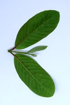 Green Leaf Isolated on White Background with Visible Veins Natural Texture Stock Photos