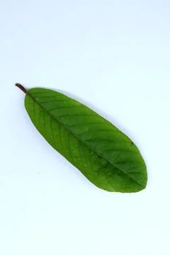 Green Leaf Isolated on White Background with Visible Veins Natural Texture Stock Photos
