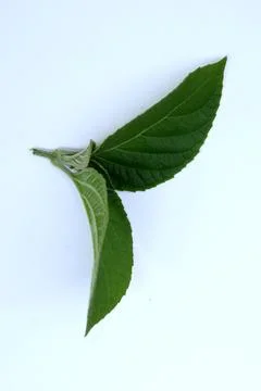 Green Leaf Isolated on White Background with Visible Veins Natural Texture Stock Photos