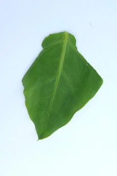 Green Leaf Isolated on White Background with Visible Veins Natural Texture Fotos Stock