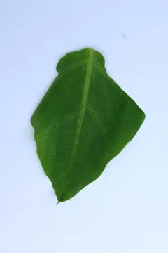 Green Leaf Isolated on White Background with Visible Veins Natural Texture Fotos Stock