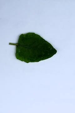 Green Leaf Isolated on White Background with Visible Veins Natural Texture Stock Photos