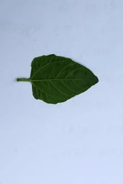 Green Leaf Isolated on White Background with Visible Veins Natural Texture Fotos Stock