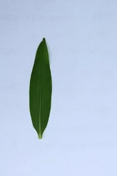 Green Leaf Isolated on White Background with Visible Veins Natural Texture Stock Photos