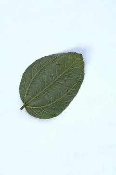 Green Leaf Isolated on White Background with Visible Veins Natural Texture Stock Photos