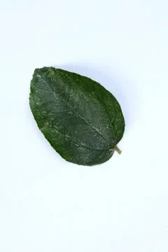 Green Leaf Isolated on White Background with Visible Veins Natural Texture Stock Photos