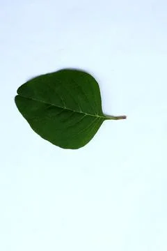 Green Leaf Isolated on White Background with Visible Veins Natural Texture Stock Photos