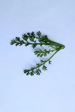 Green Leaf Isolated on White Background with Visible Veins Natural Texture Stock Photos
