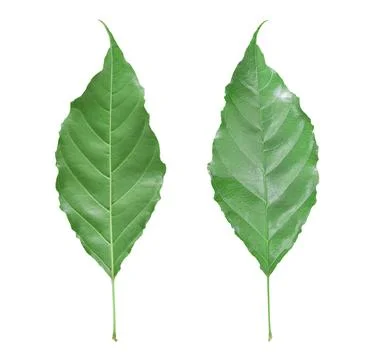 Green leaf isolated on white background. Back and front view object with clip Stock Photos