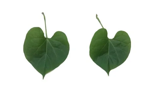 Green leaf. Isolated on white background03 Stock-Fotos