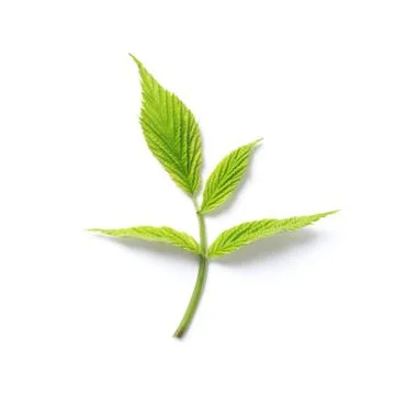 Green leaf. Isolated on a white. - Image Stock Photos