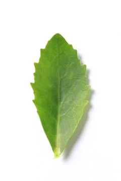 Green leaf. Isolated on a white. - Image Stock Photos