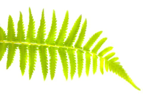 Green leaf isolated in white Stock Photos