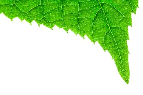 Green leaf isolated on white Stock Photos