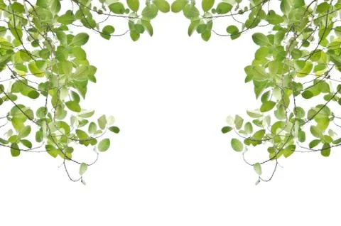Green leaf isolated on white Stock Photos
