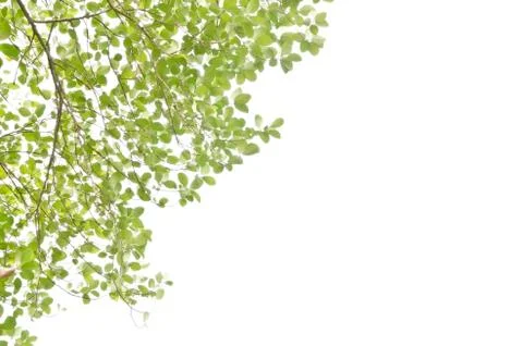 Green leaf isolated on white Photos